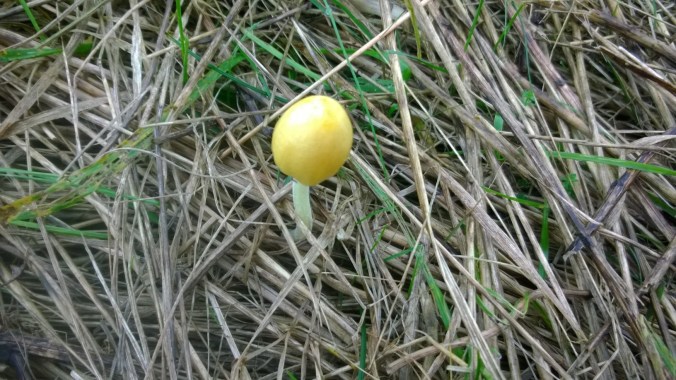 yellow mushroom