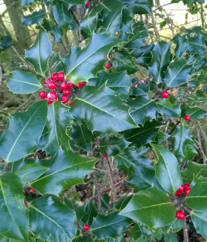 holly