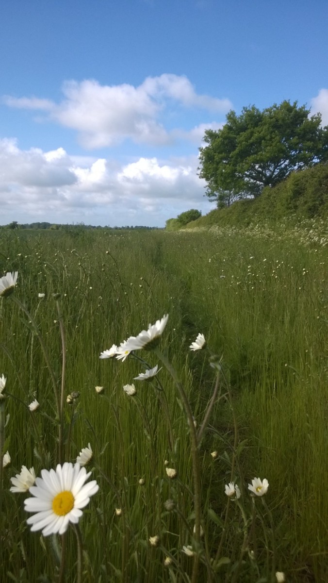 WP_20150603_08_02_23_Pro