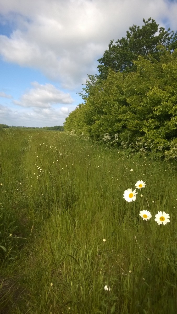 WP_20150603_08_17_30_Pro